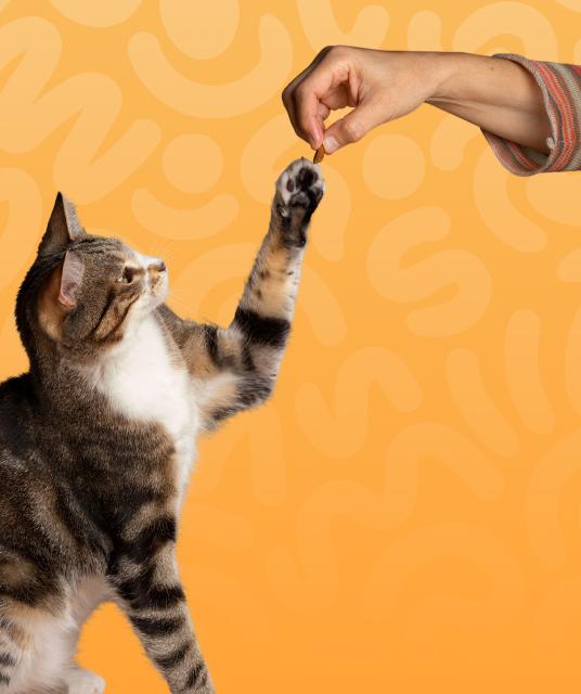 sagami condom - hong kong adult store interior 2025