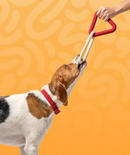 take toys shop - Hong Kong adult toy store interior 2025